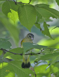 American Redstart 9906